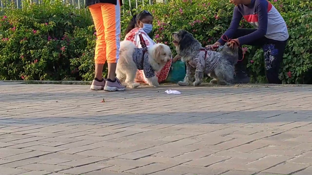 The Dog playing on the road