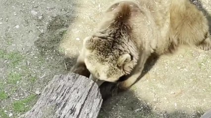 [서울] 서울대공원, '나무 속 꿀 파먹는 곰' 영상 공개 / YTN