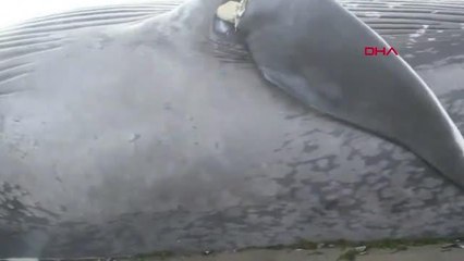 Dev Antarktika balinası Afrika kıyılarına vurdu