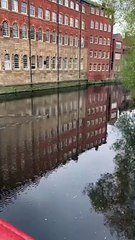 Video shows deer swimming at Kelham Island, Sheffield