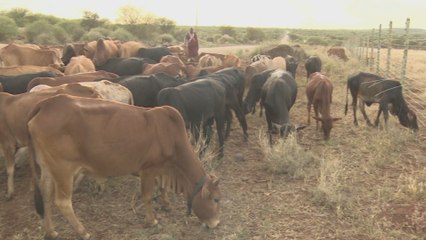 Kenya agriculture: Future project sparks fear among conservationists