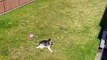 Husky Throws a Temper Tantrum When Barred From Entering House