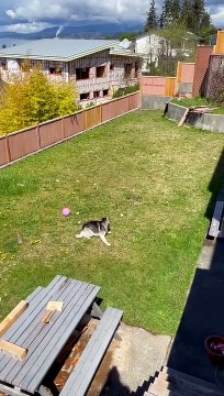 Husky Throws a Temper Tantrum When Barred From Entering House