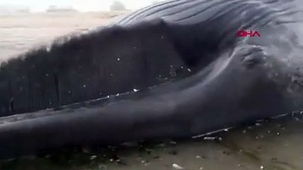 Dev Antarktika balinası Afrika kıyılarına vurdu