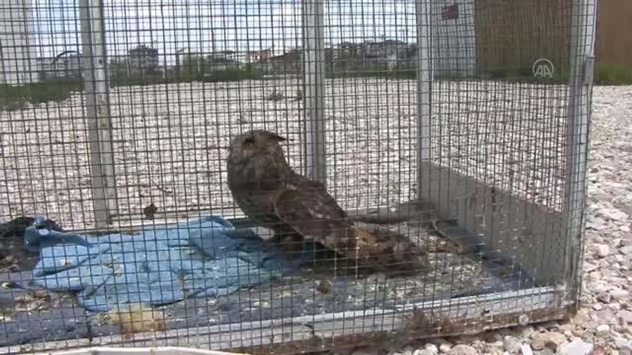 AFYONKARAHİSAR - Tedavileri tamamlanan iki yırtıcı kuş ile kır tavşanı doğaya salındı