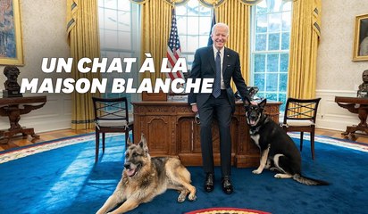 Bientôt le retour d'un chat à la Maison Blanche
