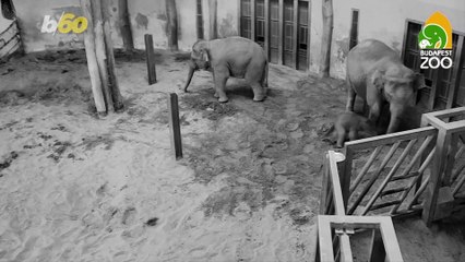 Budapest Zoo’s Newest Baby Elephant Takes First Steps!