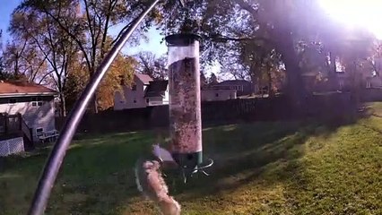 Squirrel Spinner