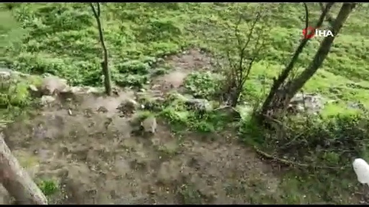 Ceviz büyüklüğünde yağan dolu hasara neden oldu