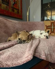 Five Suspects Arrested in Lady Gaga Dognapping Case