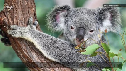 This One Animal Has Almost Identical Fingerprints to Humans