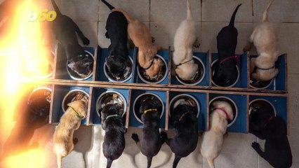One of the Biggest Litters of Puppies in History is the Cutest Thing You’ll See All Day