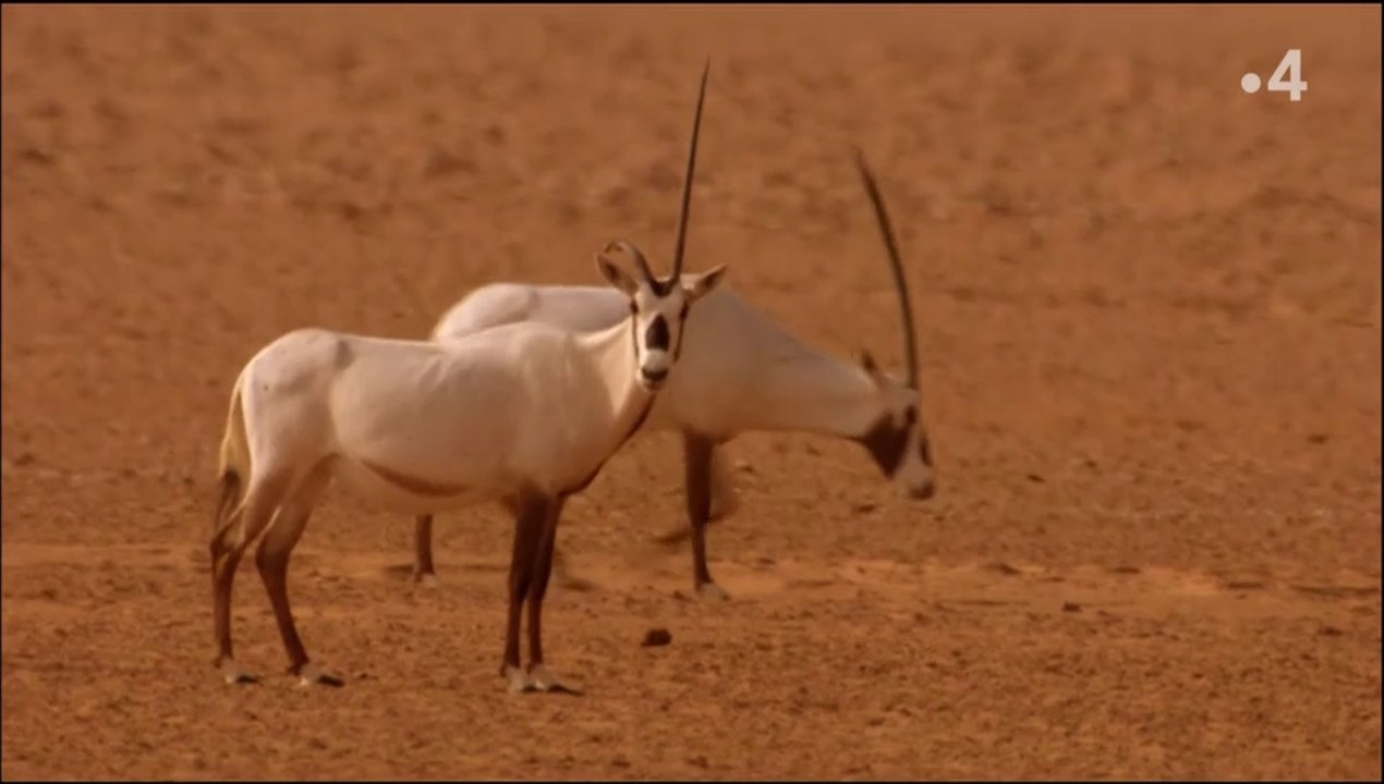 Sauvés de l'extinction - Oryx, les exfiltrés