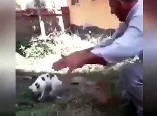 Dünyanın en talihsiz güvercini