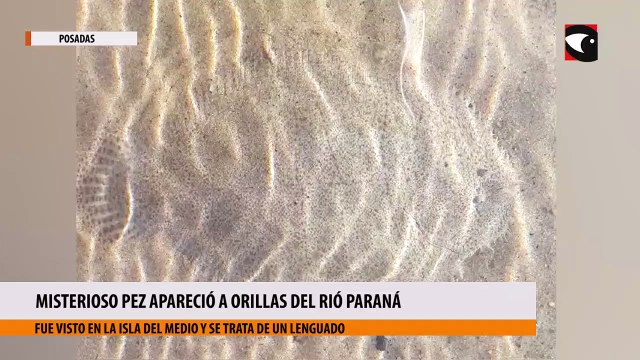 Misterioso pez apareció a orillas del Rió Paraná