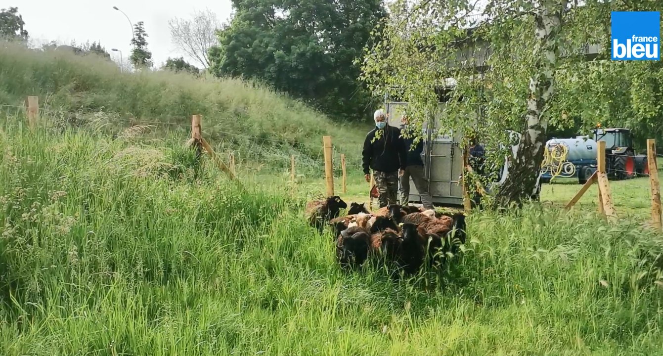Bergerac : des moutons pour entretenir les berges de la Dordogne