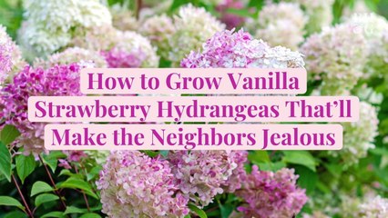 How to Grow Vanilla Strawberry Hydrangeas That'll Make the Neighbors Jealous