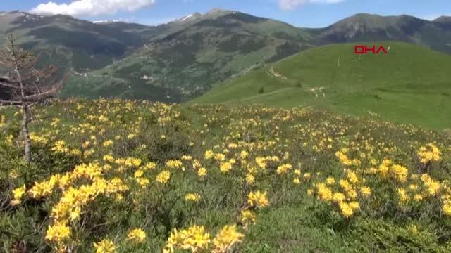 Son dakika haberi | Koronavirüs vakası görülmeyen yaylada yaşıyorlar