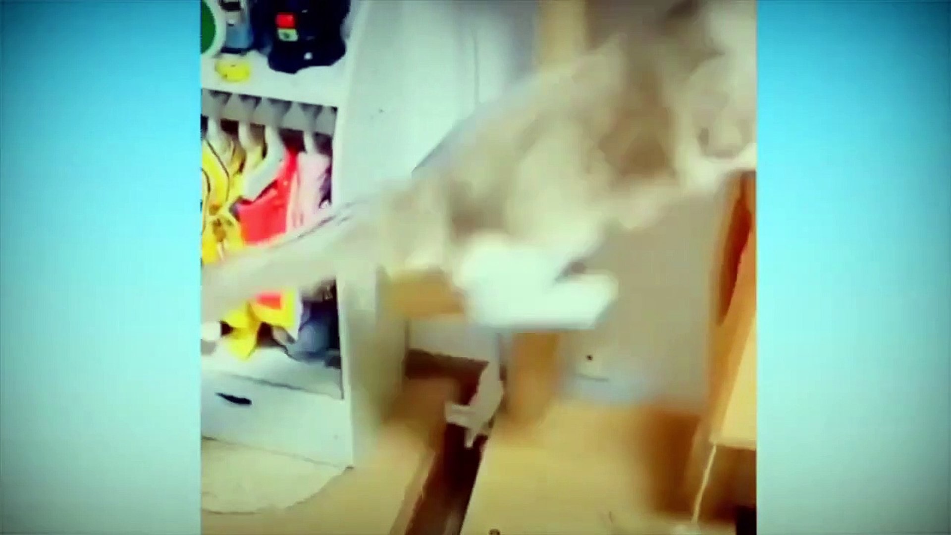 ⁣cute pets funny moments  funny animals funny pets