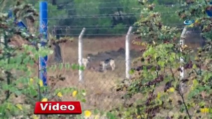 Aç kalan köpekler üniversitedeki geyikleri yedi!