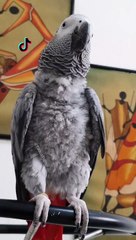 Talented Parrot Likes TikTok