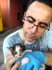 Sokakta kalan yavru kedilere emniyet müdürü sahip çıktı