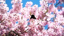 Japanske krisebærtræer i blomst i Mindeparken | Aarhus | 20-04-2021 | TV2 ØSTJYLLAND @ TV2 Danmark
