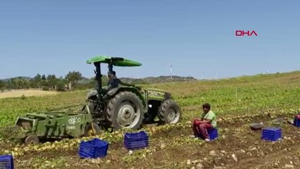 MUĞLA DATÇA'DA PATATES TARLALARINDA HUMMALI ÇALIŞMA
