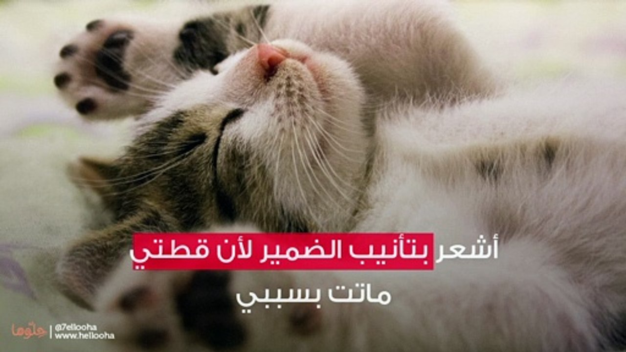 أشعر بتأنيب الضمير لأن قطتي ماتت بسببي