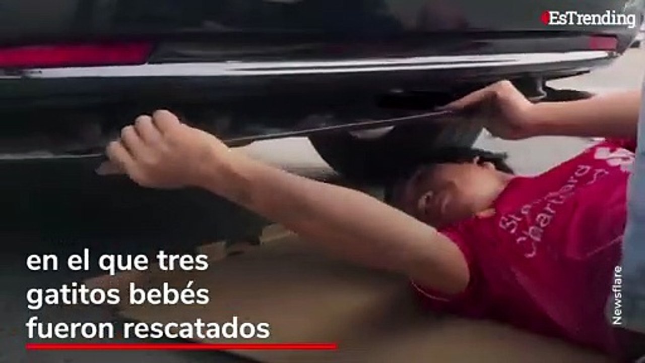 El emocionante rescate de tres gatitos bebés atrapados en el parachoques de un auto