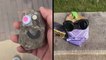 This 'Family' Of Pet Rocks Keeps Getting Bigger And Bigger