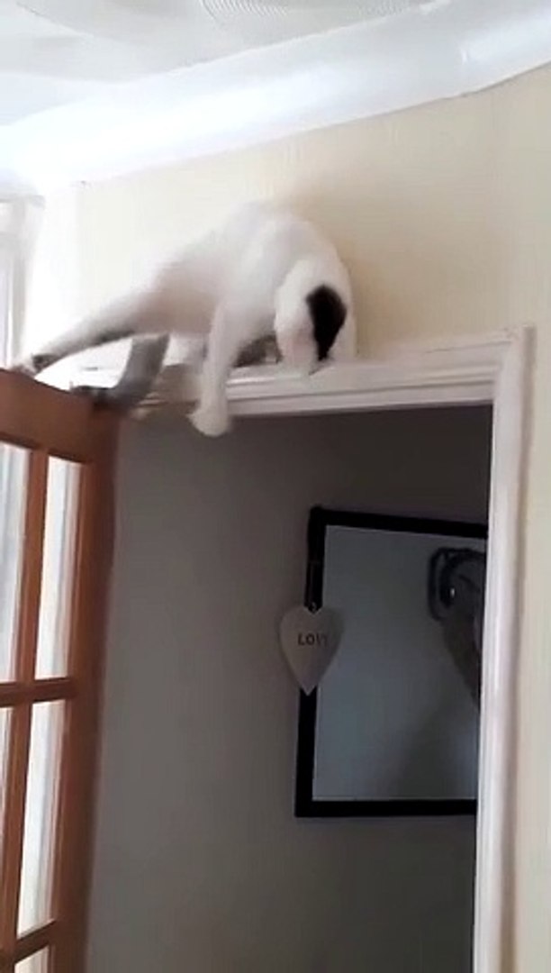 Cat on top of cheap door
