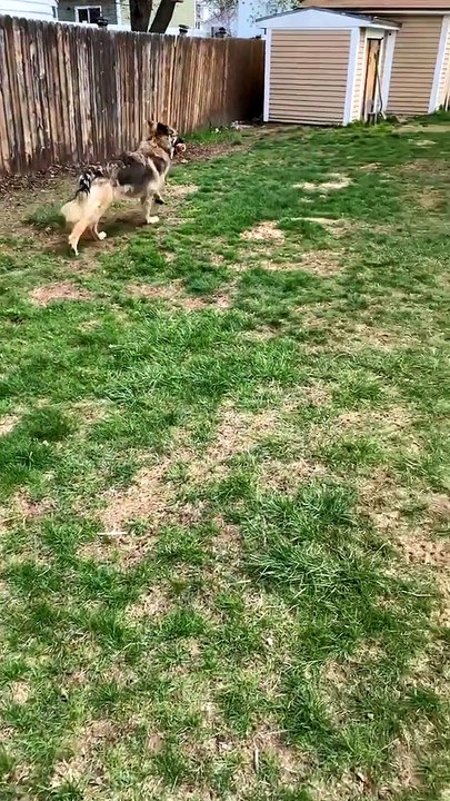 Disorderly Dog Deftly Steals Dunkin