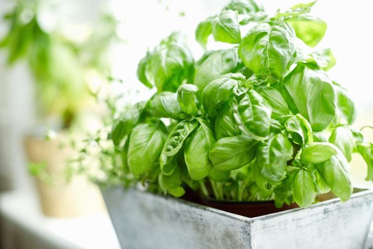 6 Out-of-the-Box Herbs for Your Windowsill Garden