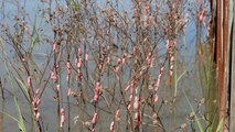 Invasive Snail Gaining Ground in Louisiana Poses Threat to Crawfish Season