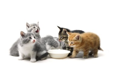 4 Must-Know Tips About Your Cat’s Feeding Routine