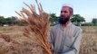 Wheat Crop My village My Field, Gandum Fasal ki Katai, @wheatcrop @villagelife @_HD