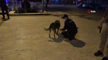 Uşak'ta HAYDİ ekipleri, sokak hayvanlarını besledi
