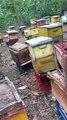 Apicultores de San Pedro de Macorís denuncian ola de robo de miel