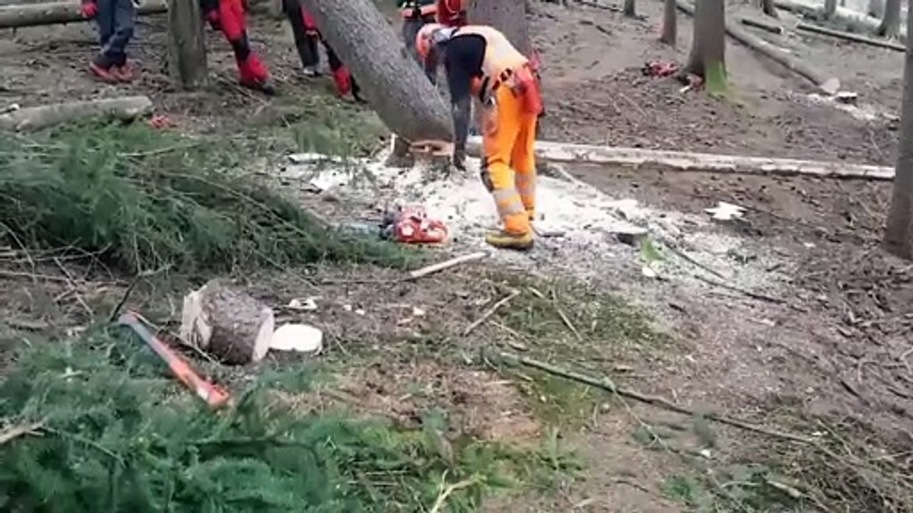 İşte ağaç kesmenin en kolay yolu