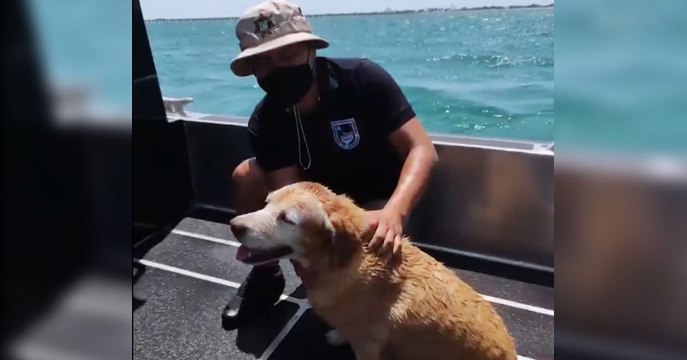Todos unos héroes: guardia costera logró rescatar a una perrita en el mar