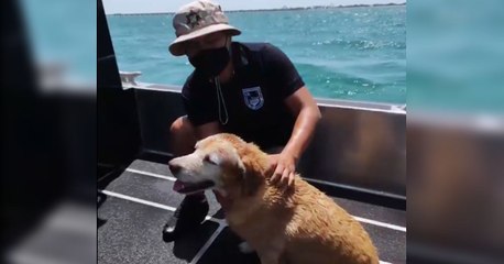 Todos unos héroes: guardia costera logró rescatar a una perrita en el mar
