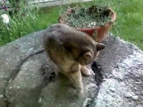 Fab1O Parrinello born 12 may 1978 in Carpi di Modena ITALY Live in Migliarina di Carpi(Modena ITALY)with a with a kitten above the well