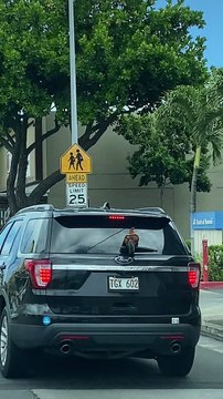 Hitchhiking Chicken Catches a Ride