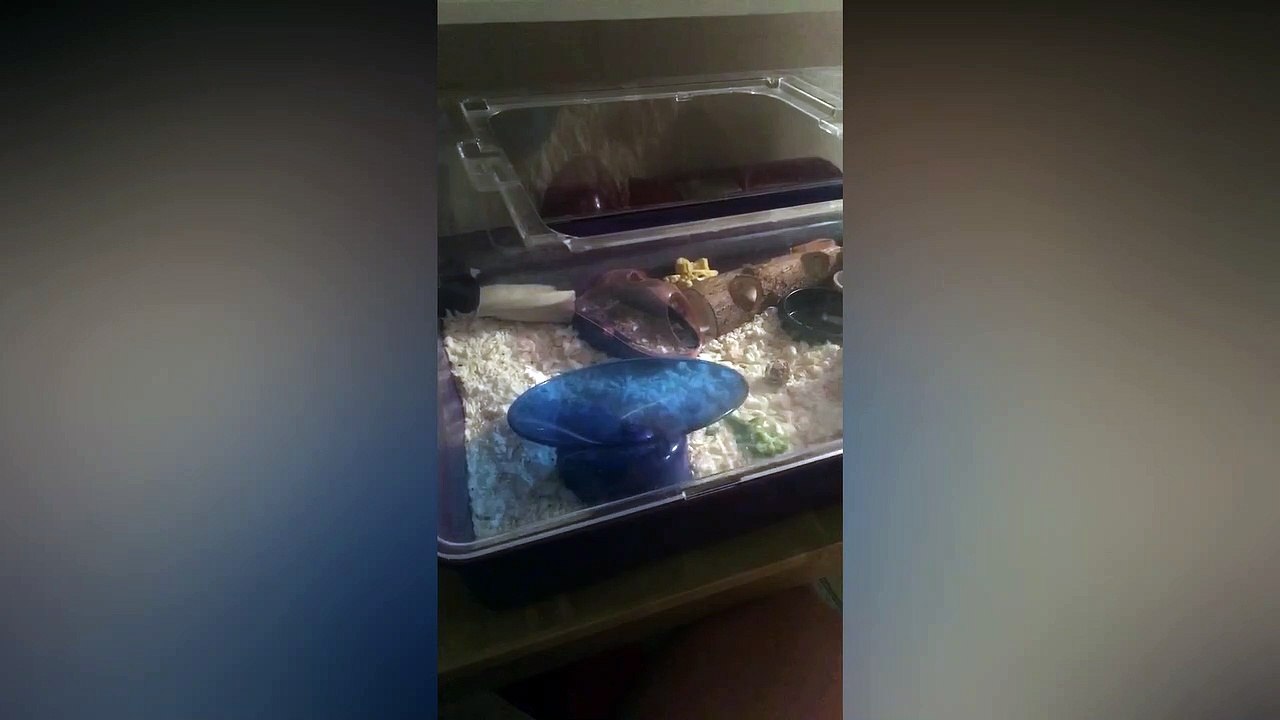 Interstellar Meme hamster 2