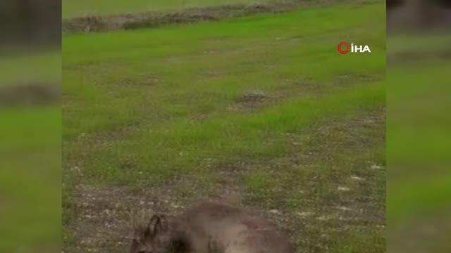 Köpeklerin saldırdığı karaca tedaviye alındı