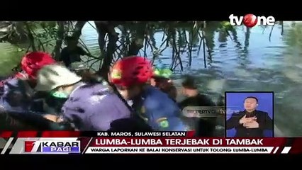 Waduh! Seekor Lumba lumba Terjebak di Tambak, Kok Bisa?