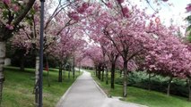 Başkentte çiçek açan Sakura ağaçları nefes kesti