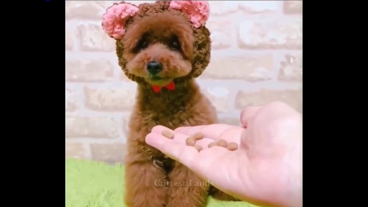Cute And Funny Pets   Try Not To Laugh To These Pets Compilation