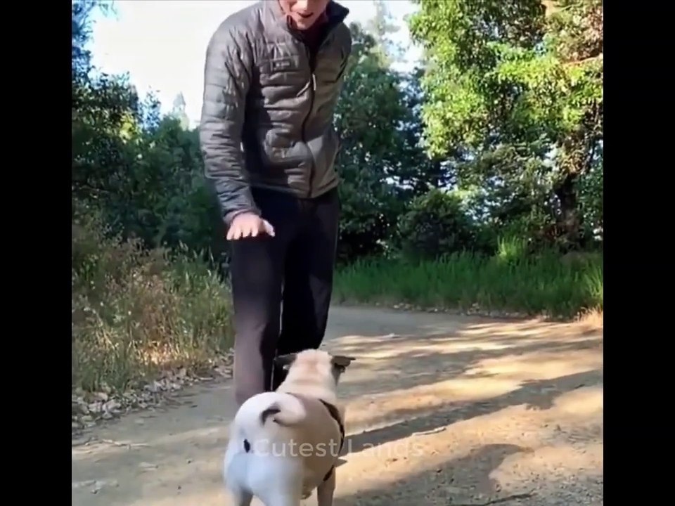 Cute And Funny Pets   Try Not To Laugh To These Pets Compilation
